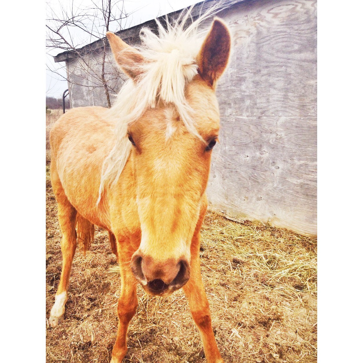 emmie123schmidt's profile picture. Im pretty but im not beautiful I sin but im not the devil Im good but im not an angel ~Merilyn Monroe