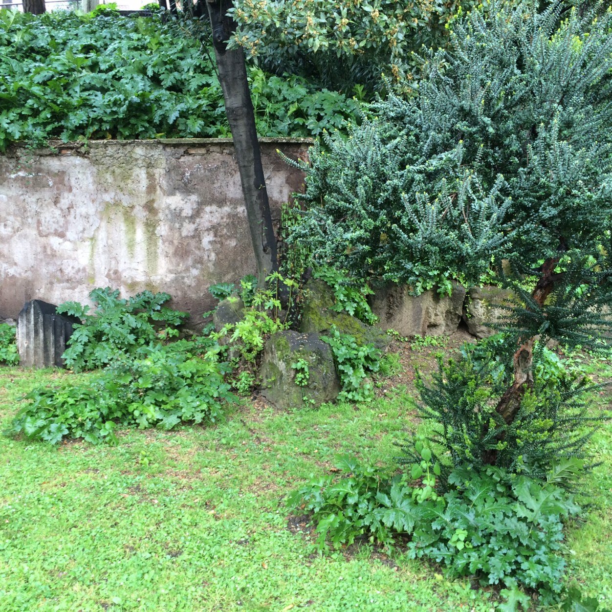 Looking at the eternal city through an environmental lense.
