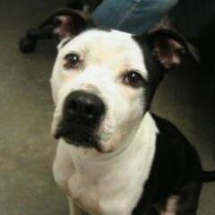 We are high schoolers who are trying to promote our blog about adopting dogs  from all around the world. Check it out at http://t.co/wo0WTdISFz