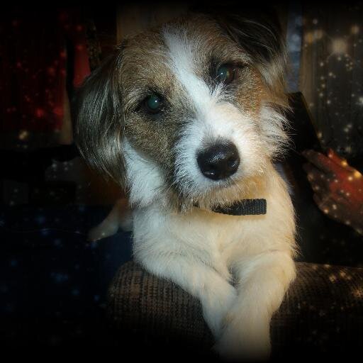 Hello, I am Milo, the Dog. I like to lick my balls, sleep, eat table food, and bark at my bunny. I'm tuff stuff so don't mess with me!!