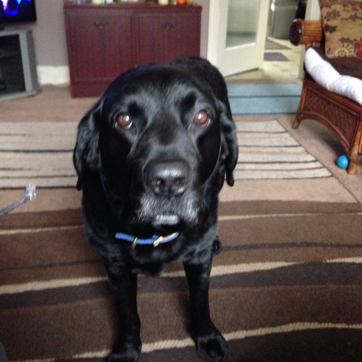 @kendalcricket dogs body.