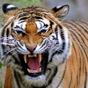 Anna Dykstra - @AnnaDykstra1 - Twitter