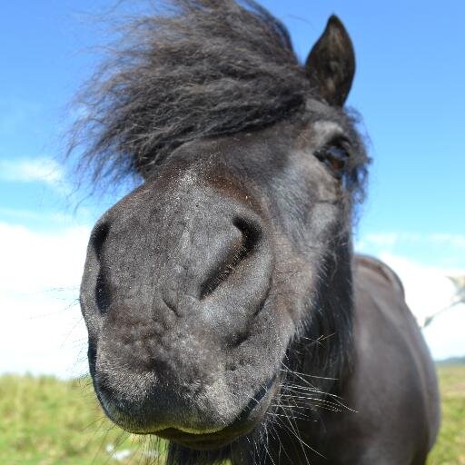The 'one-stop' horsey shop for - SCOTLAND
Ads. for all things horsey in SCOTLAND.
Ads. outwith welcome as long as products or services cover SCOTLAND