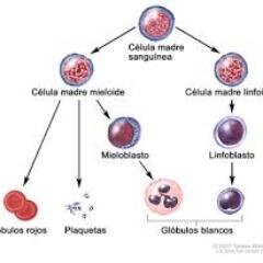 Angela_Bueno_M's profile picture. Licenciada en Bioanálisis. Universidad de Carabobo