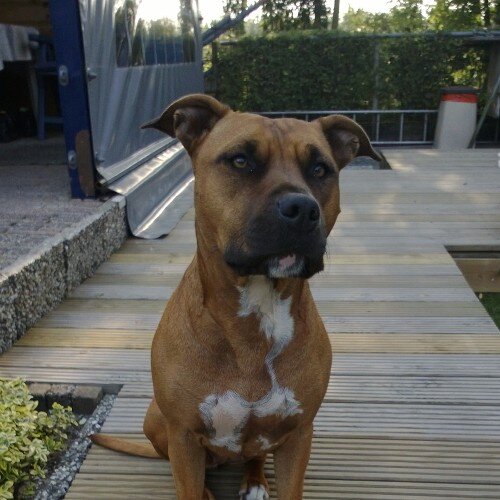 AlbertvDinther's profile picture. en  toch een beller is sneller