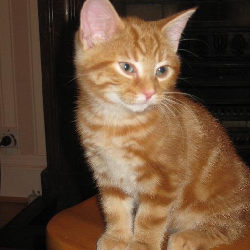 Neustifterin's profile picture. 