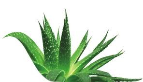 Spreading the word of the goodness of Aloe Vera and the many health benefits this amazing plant can bring to your life. Distributor of Forever Living Products