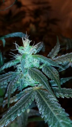 Just a bunch of pics of not so naturally Colorado home grown medication.