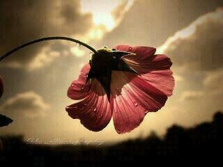 ‏‏: ‏استغفر الله عدد ما كان و عدد ما يكون و عدد الحركات و السكون ❤️.