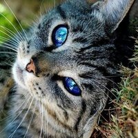 Smear (@smearofevil) 's Twitter Profile