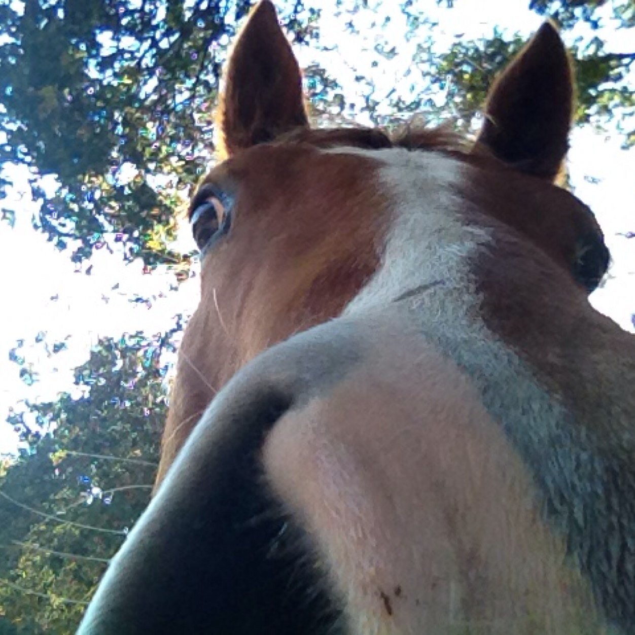 Loves skiing & horseback riding. Mom to 5 Cats.