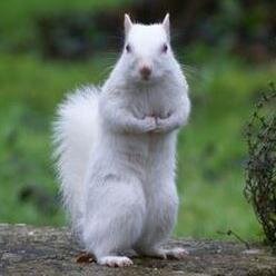 zquirrelz's profile picture. 