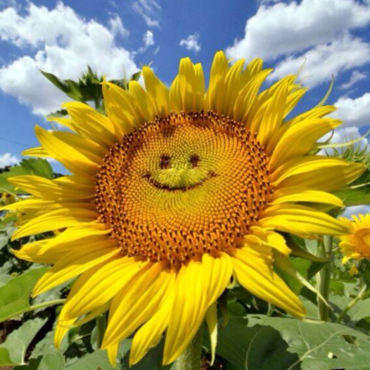 3rdeyepositive's profile picture. You can't say happiness without saying penis :) im just here to give you good vibes
                               ATL