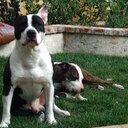 Colby Key - @ColbyKeyKennels - Twitter