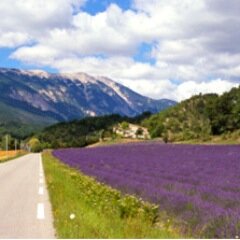 Independent Distributors with Young Living Essential Oils