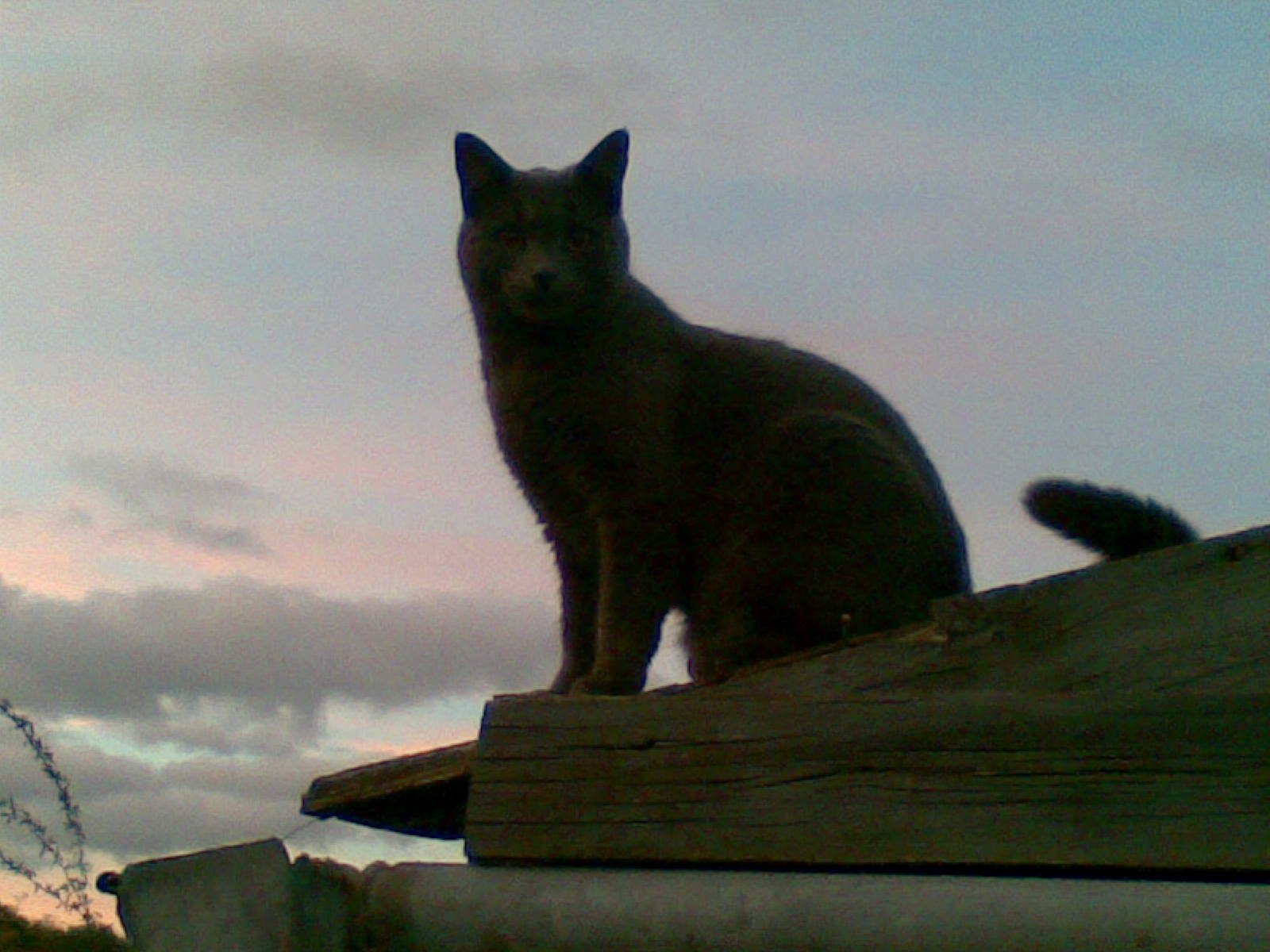 FryingPanFlyer's profile picture. 