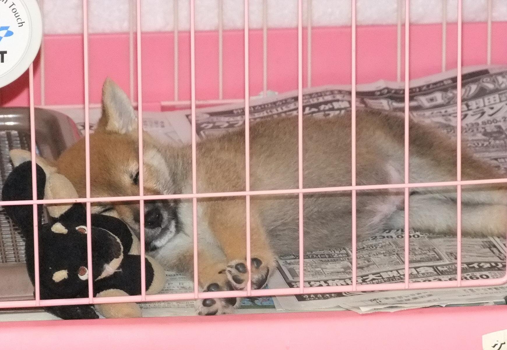 ponpoco_usagi's profile picture. むかしはサブカル大学生。3人の子育てをしながら人生迷い中。