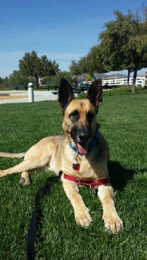 Rescued German Shepherd from SoCal, a happy, but nervous puppy that loves people.