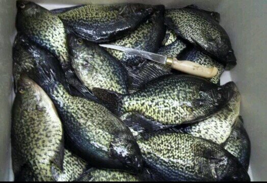 Email pics to FurFishFowl@gmail.