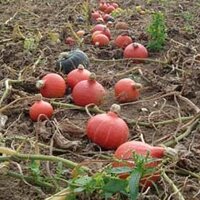 Ripple Farm Organics (@rippleorganics) 's Twitter Profile