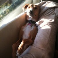 ellell (@laurenlucia) 's Twitter Profile