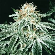 Colorado #Weed, #Wax, #Shatter Reviews, Pics, & Anything Weed-Related.