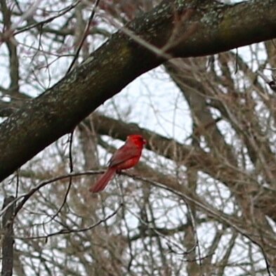 Italian Cardinal