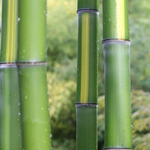 Bamboo Garden Nursery