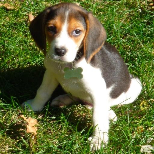 teren1956's profile picture. 4 furry kids, always the Indy500, and loving life.