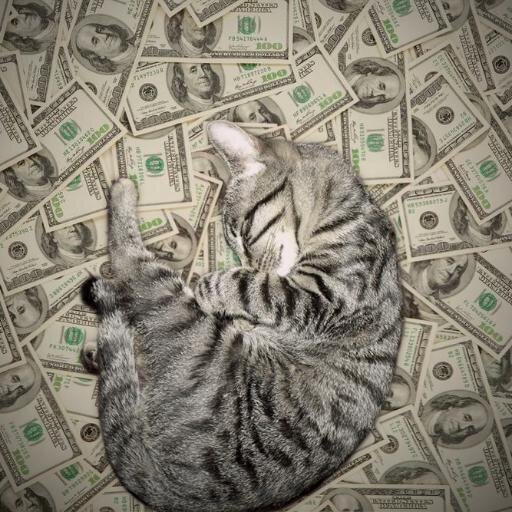 CashCatMoney's profile picture. Cash & Cats...All day, every day.