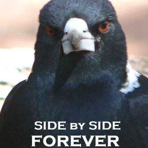 IT Wrangler, Book Muncher, Lifetime Magpie - Collingwood Football Club #SidebySide #GOPIES, Views on Food are Regurgitated. Found in Tír na nÓg. Go #Westmeath