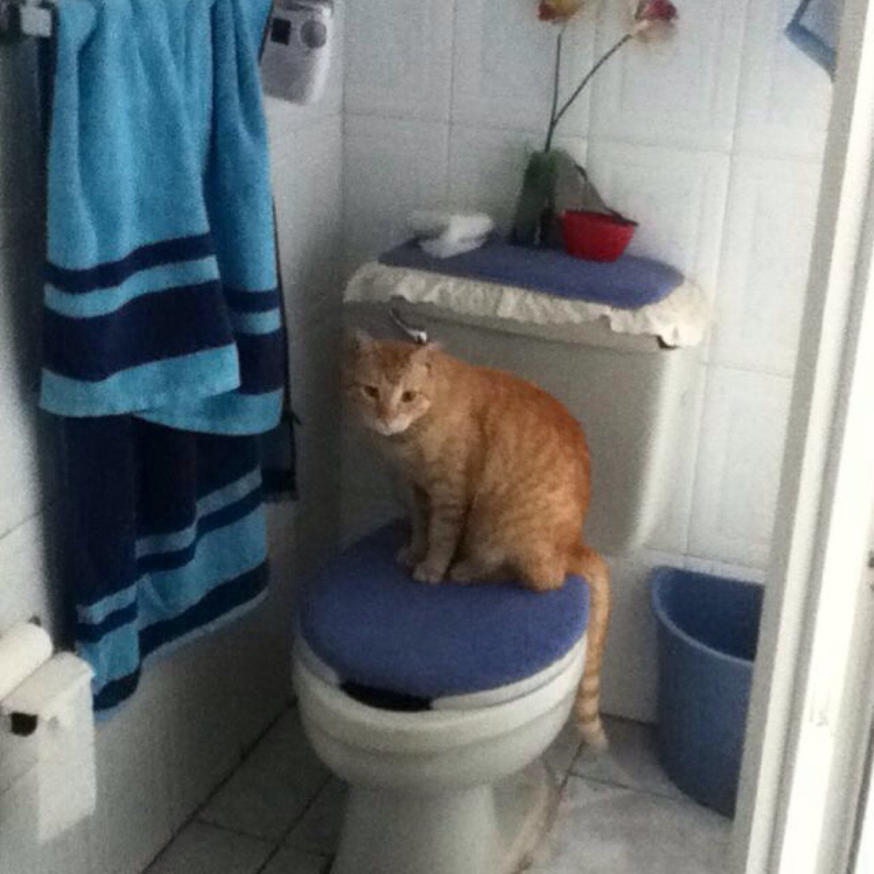 ola 🐈