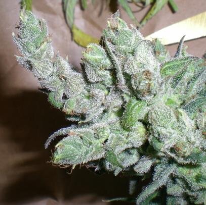 grow - ( - Cannabis Seeds - ) - medicine