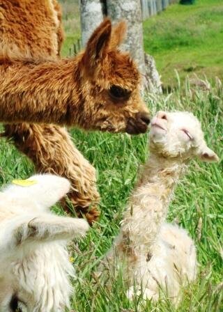 Suri Alpaca Breeders
