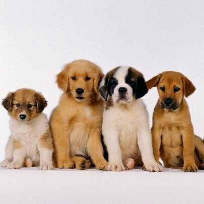 #breakfastrun's Pet Star @KovsieFM97 06:00 - 09:00 Mommy -- @glo_riah ...RadioPuppy MY TWEETS ARE MY OPINION!!!