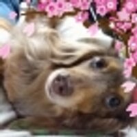 ぐちもか (@gutimoka) Twitter profile photo