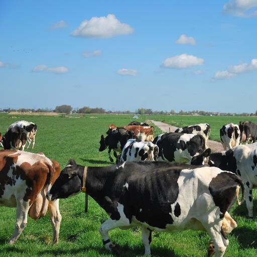 Melkvee- en Kaasboerderij Schep - Bergambacht -