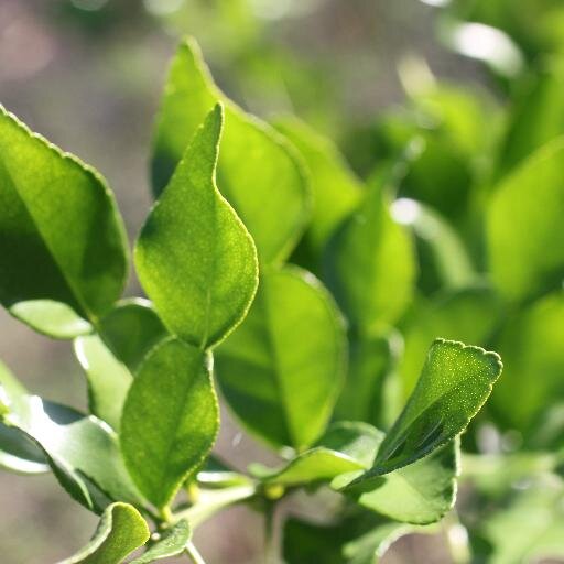 freshlimeleaves's profile picture. fresh kaffir lime leaves, grown in the Spanish sunshine