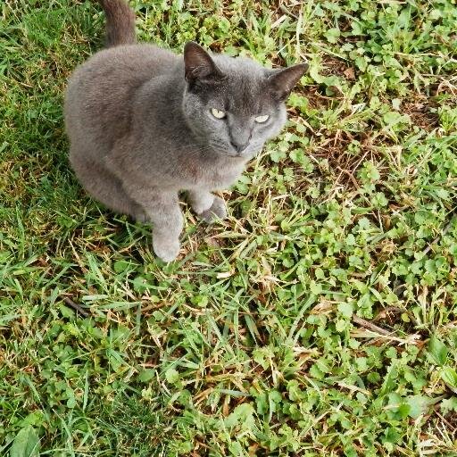 What's pawin' everybody? Baseball kitty fan here and a proud member of the Anti-Scam Union
