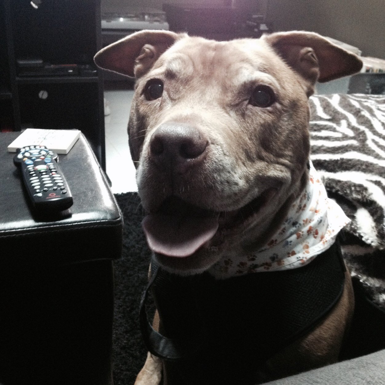 I advocate and own a rescued Pitbull named Misfit I fight for better laws making all citizens responsible for their pets its not the breed its the owner.