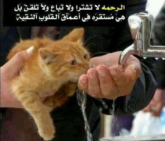 ‏{{  رَّبُّ الْمَشْرِقِ وَالْمَغْرِبِ لَا إِلَٰهَ إِلَّا هُوَ فَاتَّخِذْهُ وَكِيلًا}}