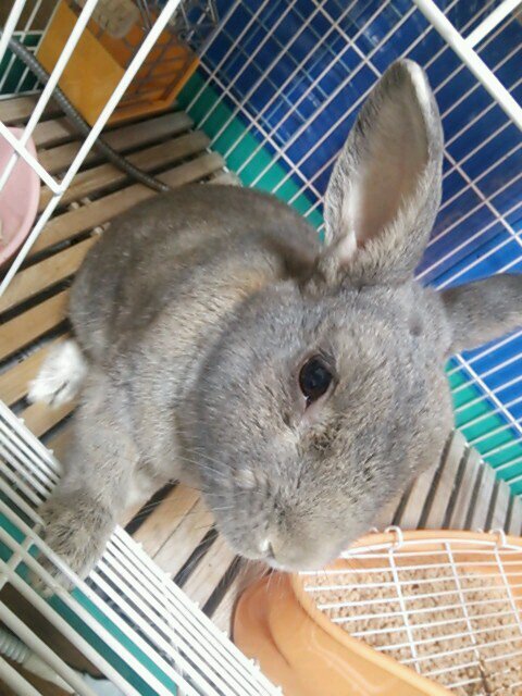 お酒とうさぎと若手俳優と特撮と歌う事が好き！色々な舞台見に行きたいな♡若手俳優好きなお仲間さんはお気軽に(*´ω｀*)