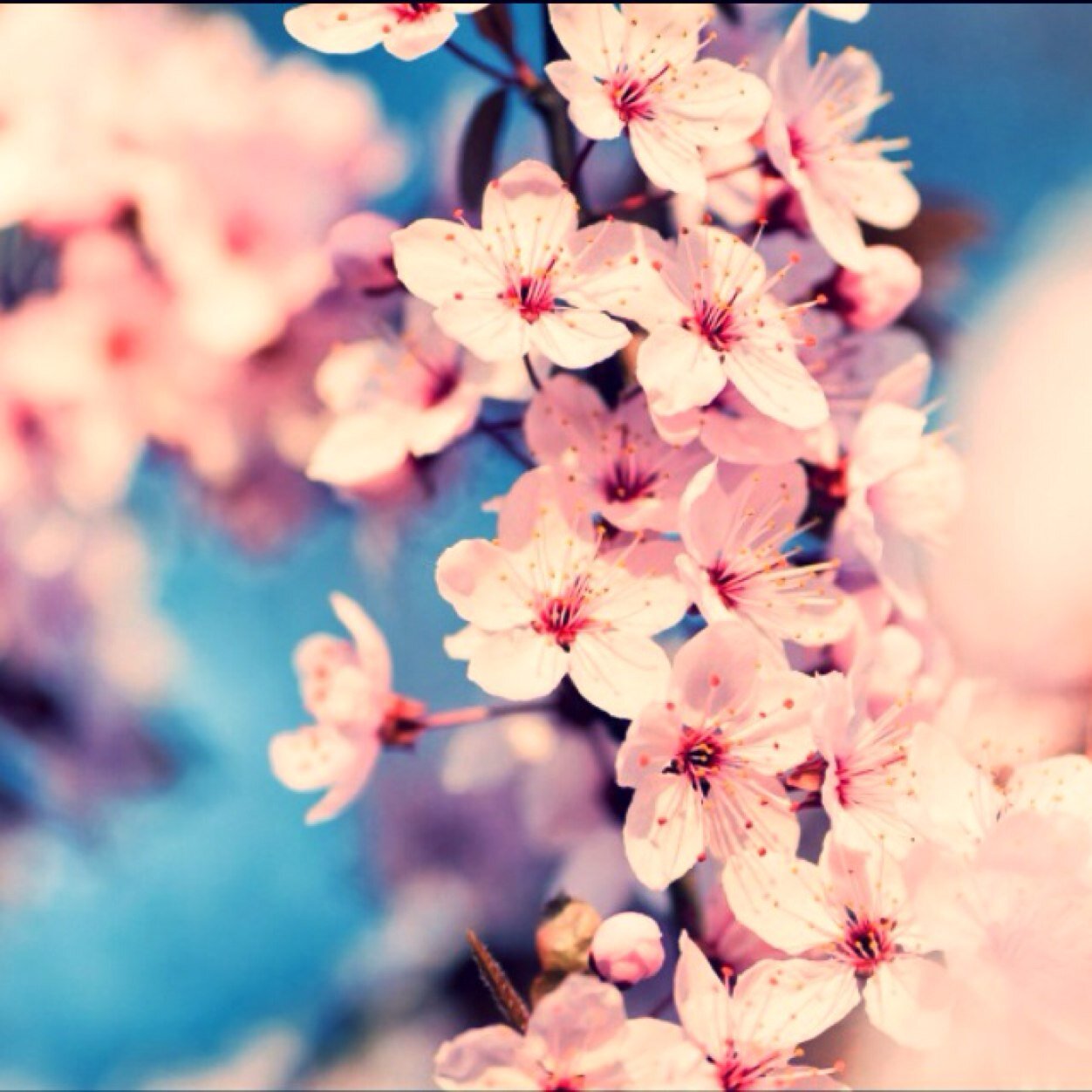 imovanee's profile picture. 