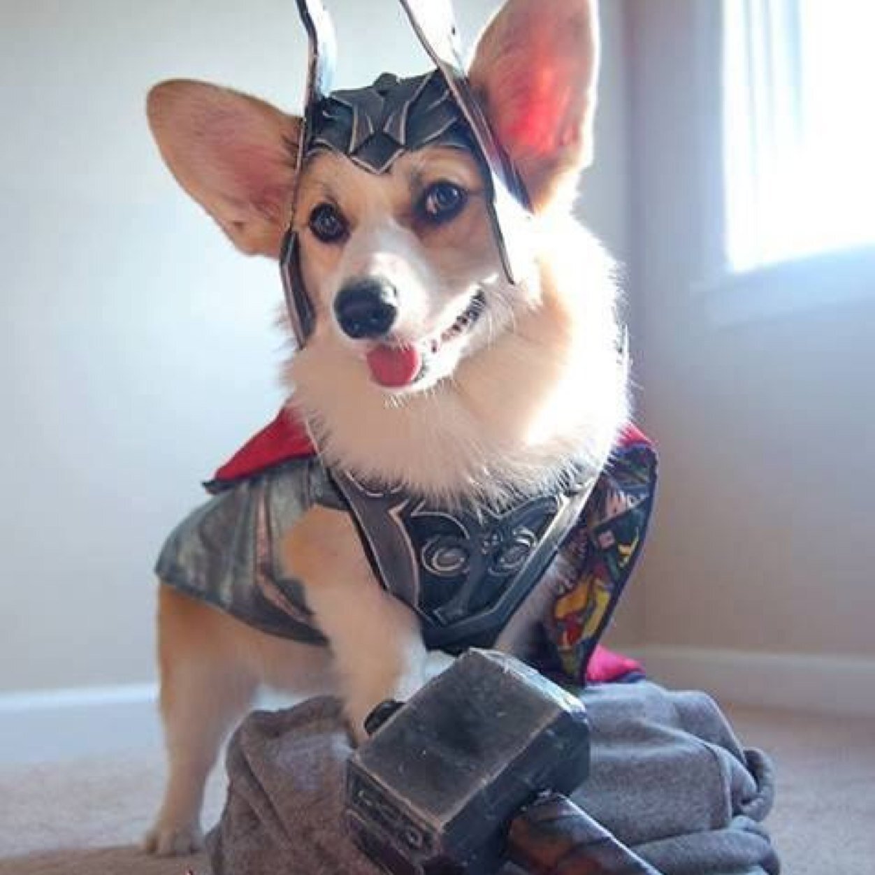 Woof!