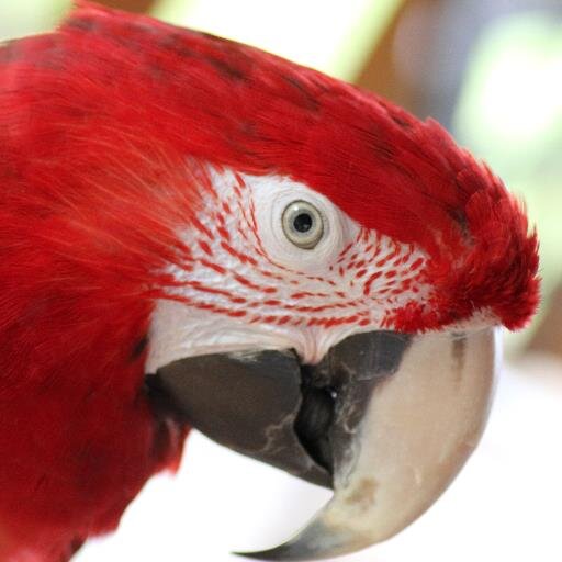 TacoBird Profile Picture