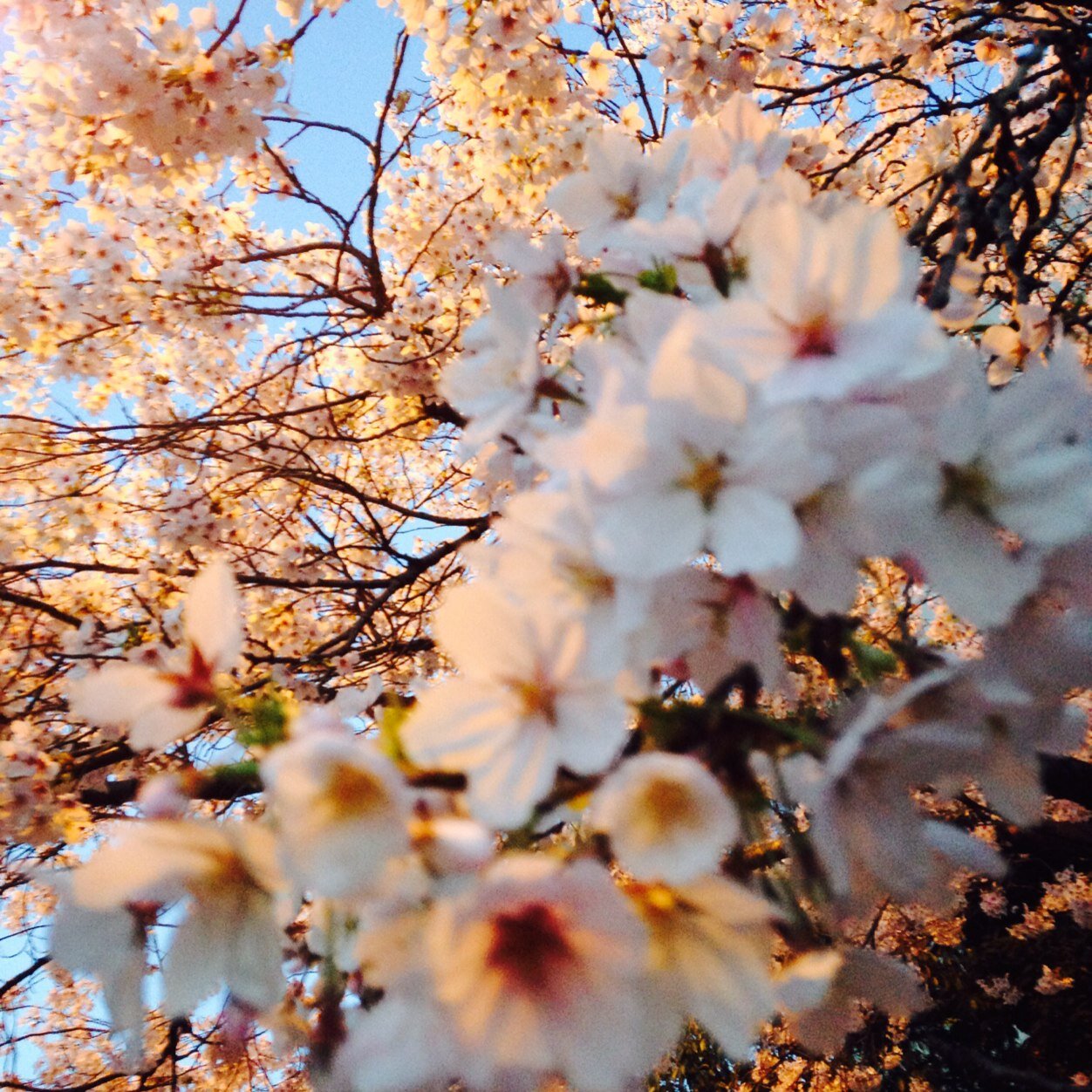 kurosuke2456's profile picture. 