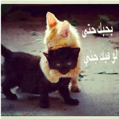 999 الجابري الهذلي