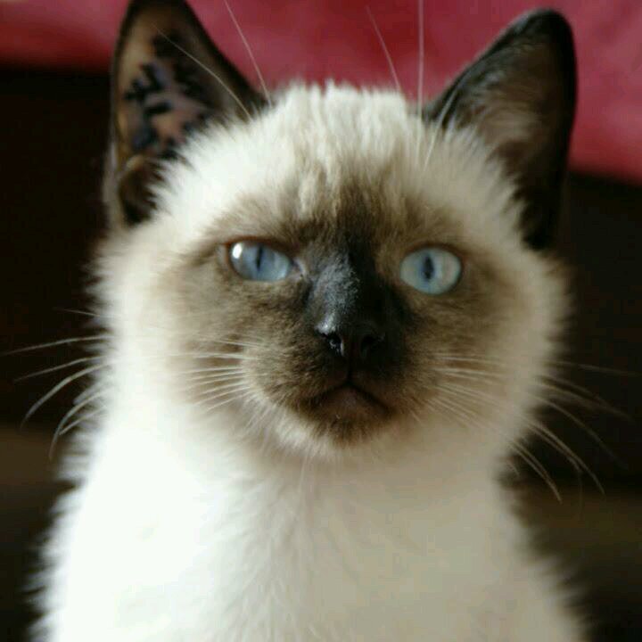 phpdelorme's profile picture. 