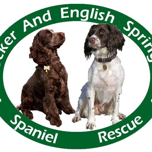 We are a small group of volunteers who take in and re-home spaniels of all ages and condition. Can you help a Spaniel find his forever home?