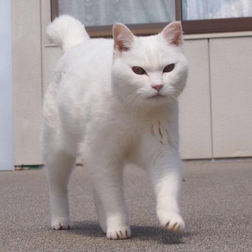 りんりかさんのプロフィール画像